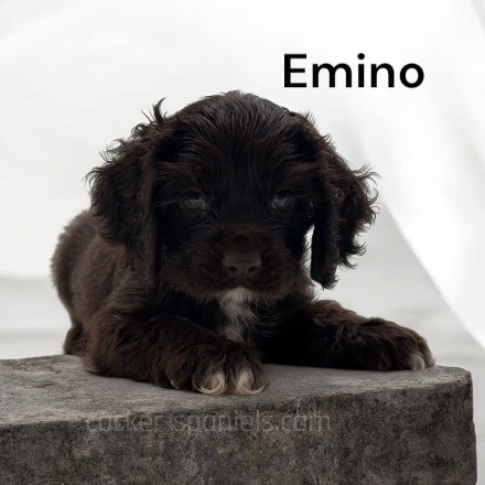 puppy, for, sale, Cocker Spaniel, Joe & Cherri  Overlease, dog, breeder, Miller, MO, dog-breeder, puppy-for-sale, forsale, nearby, find, puppyfind, locator, puppylocator, aca